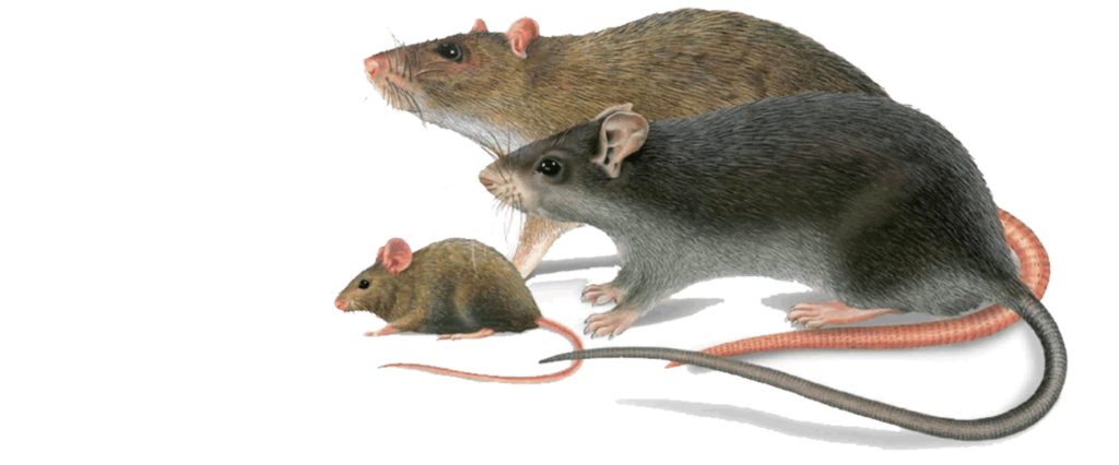 Dératisation : Dites Adieu aux Rats et aux Souris